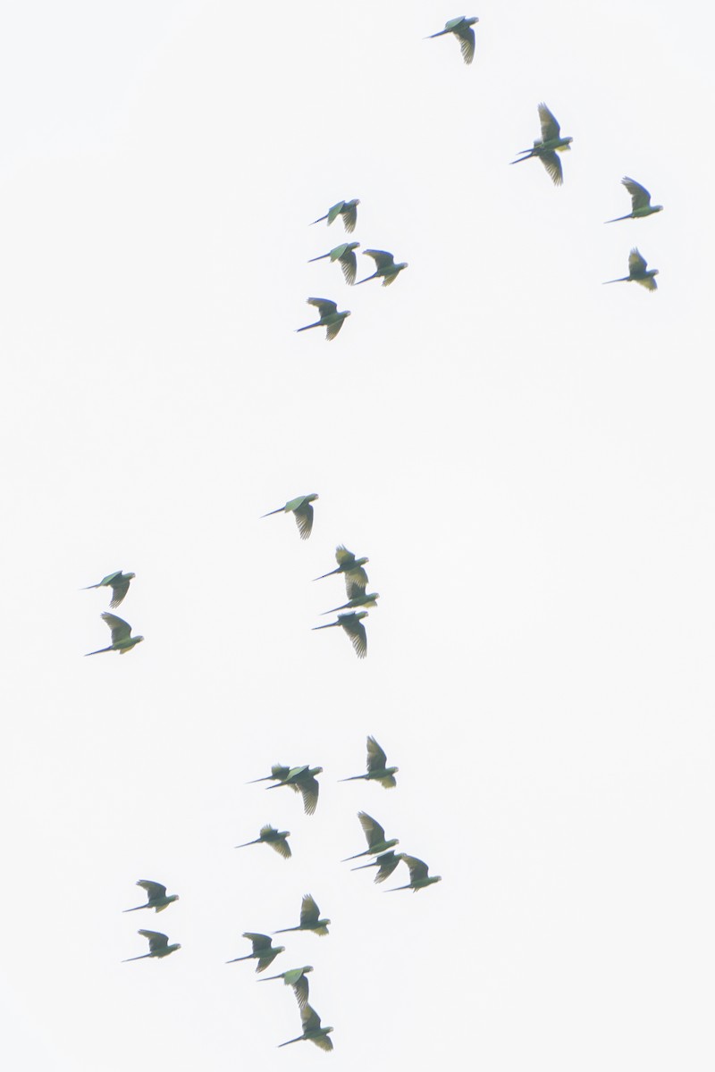 Cordilleran Parakeet - ML636601562