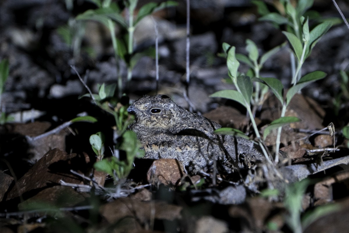 Scrub Nightjar - ML636601566