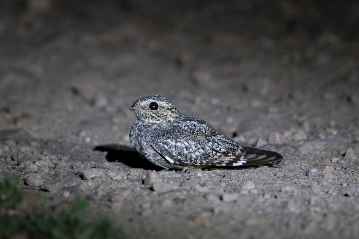 Scrub Nightjar - ML636601567