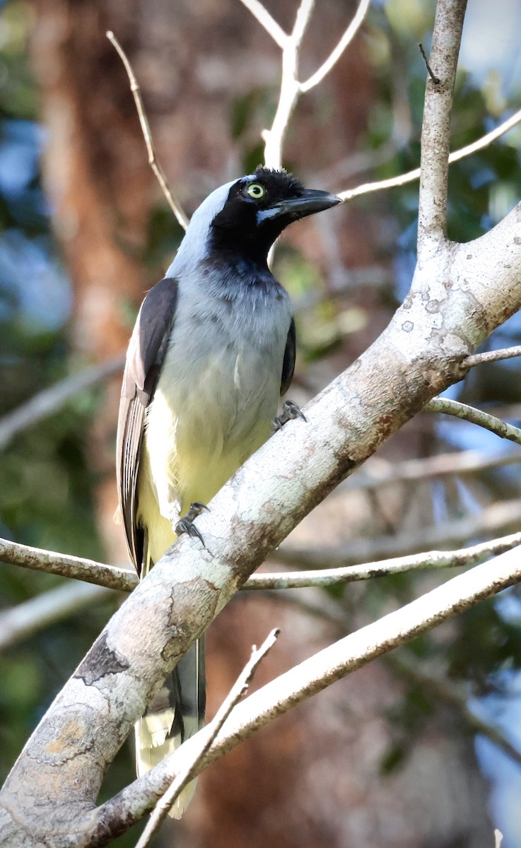 Azure-naped Jay (Campina) - ML636601620
