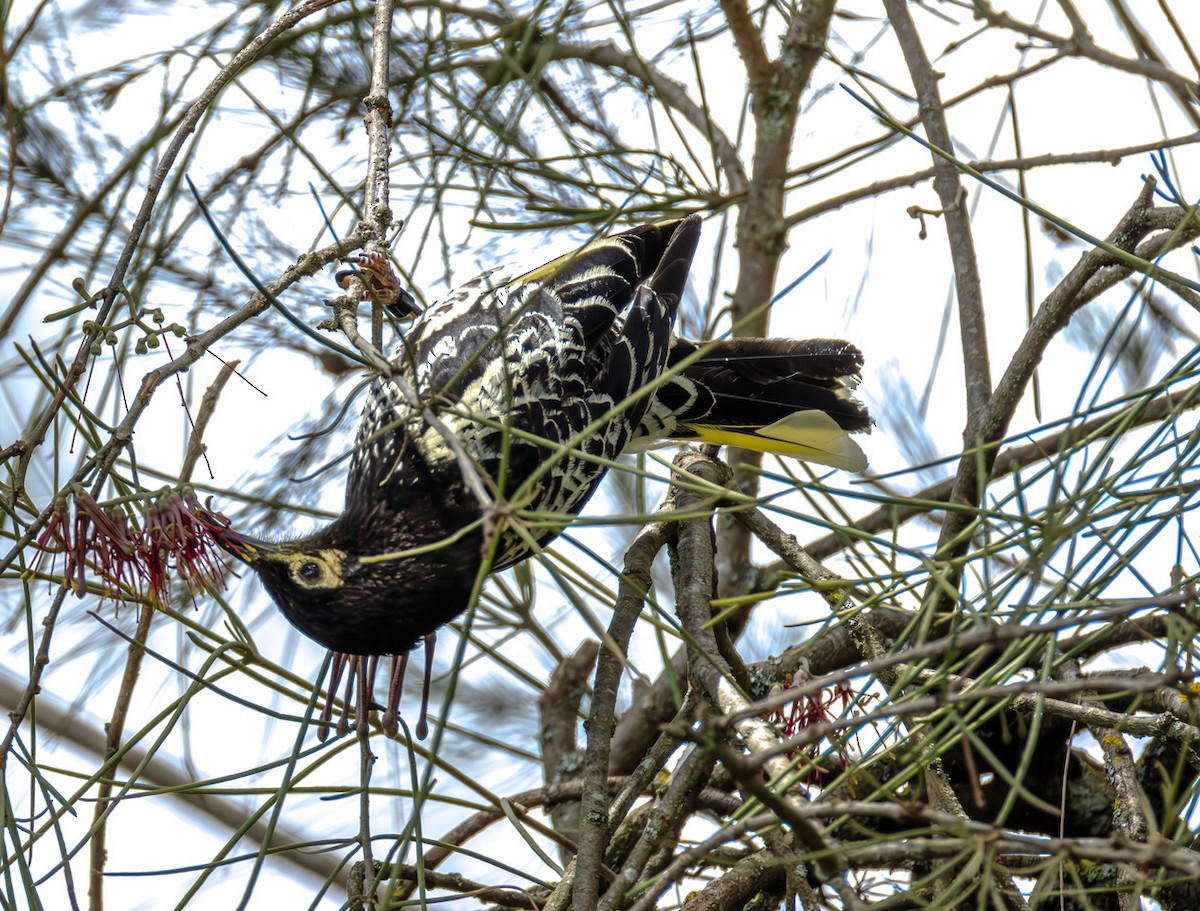 Regent Honeyeater - ML636601696