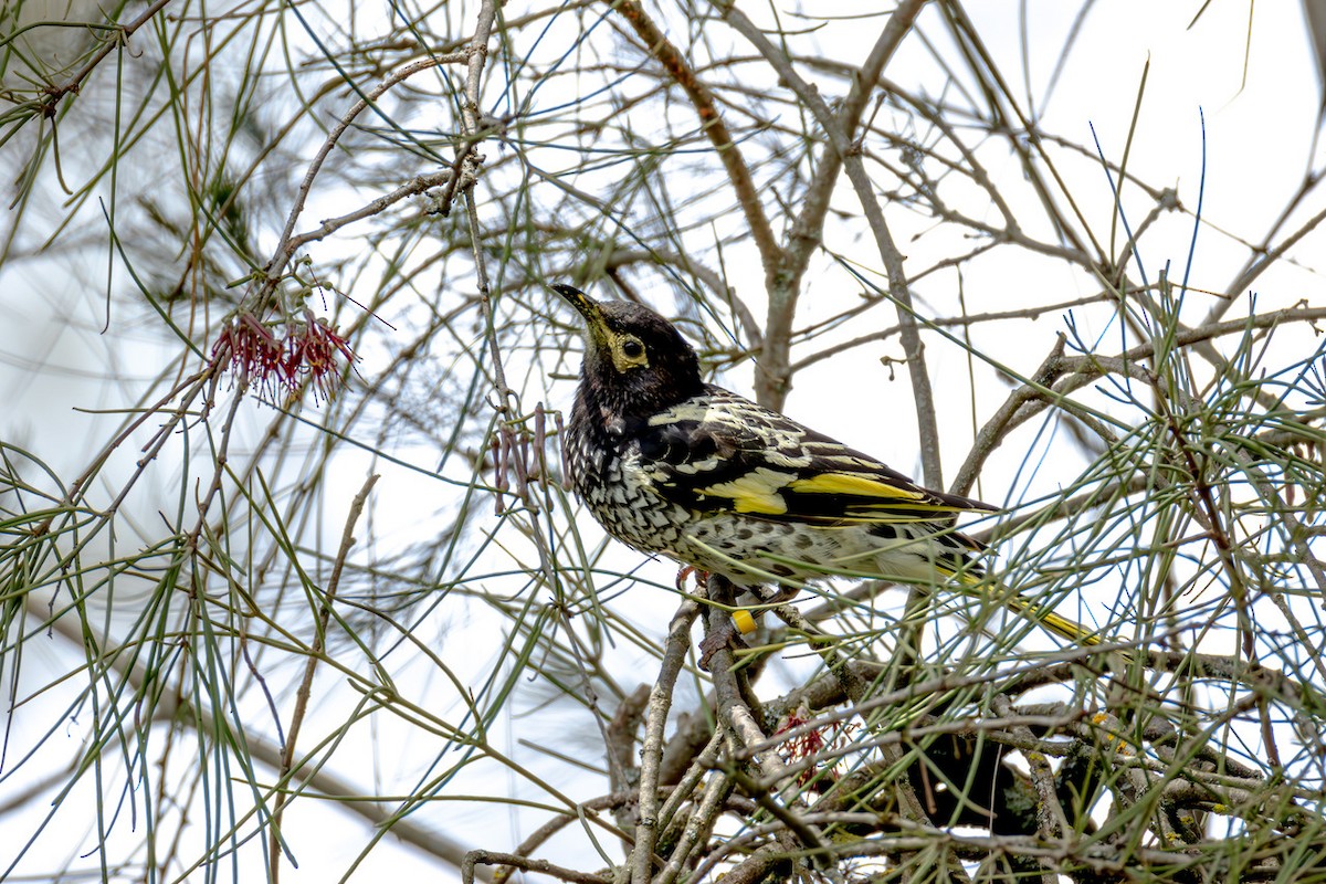 Regent Honeyeater - ML636601697