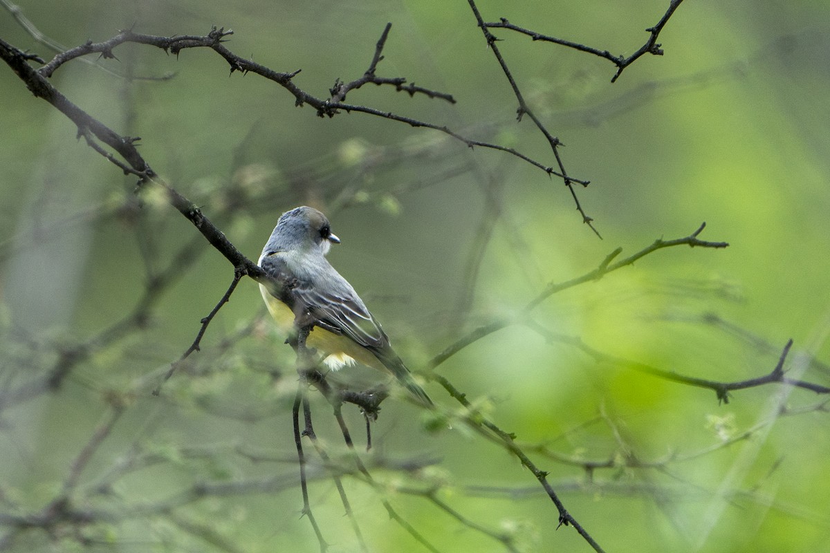 Snowy-throated Kingbird - ML636601706