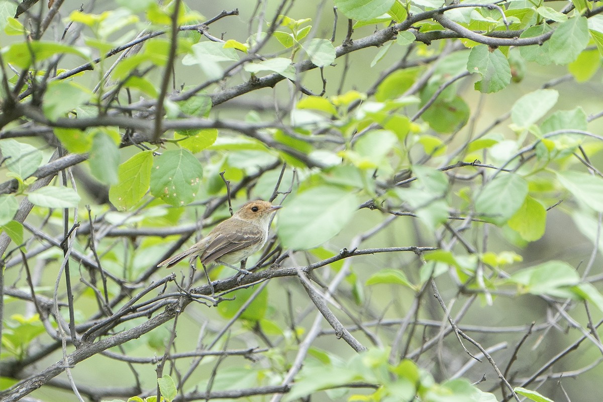 Fulvous-faced Scrub-Tyrant - ML636601718