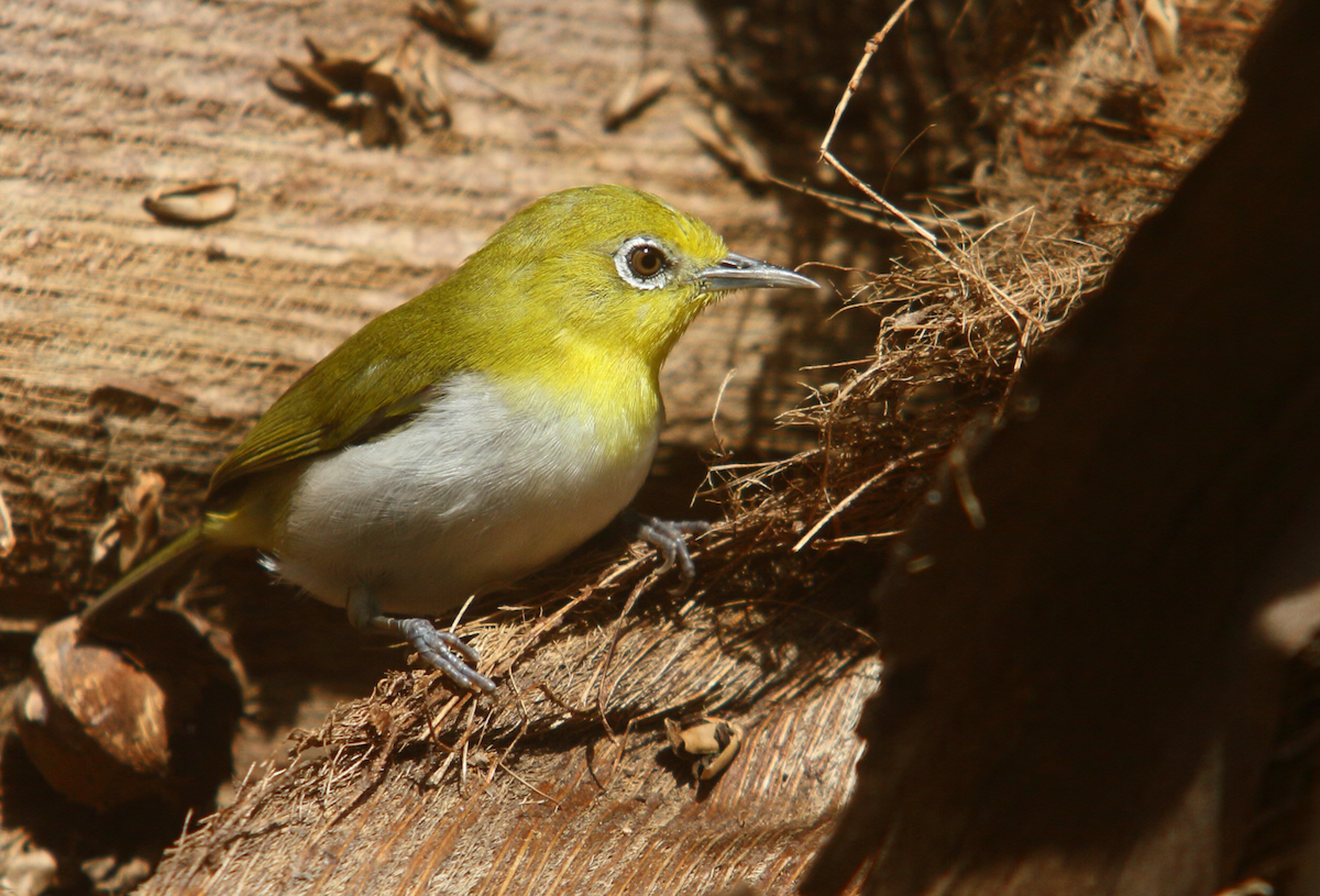Lowland White-eye - ML636601768
