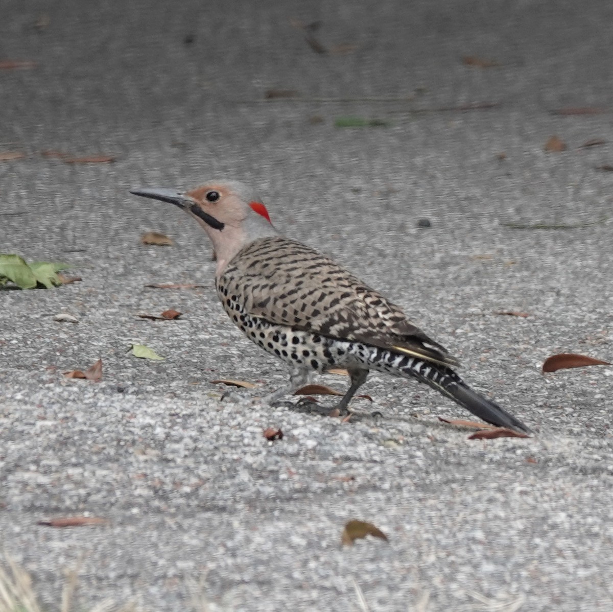 Northern Flicker - ML636601875