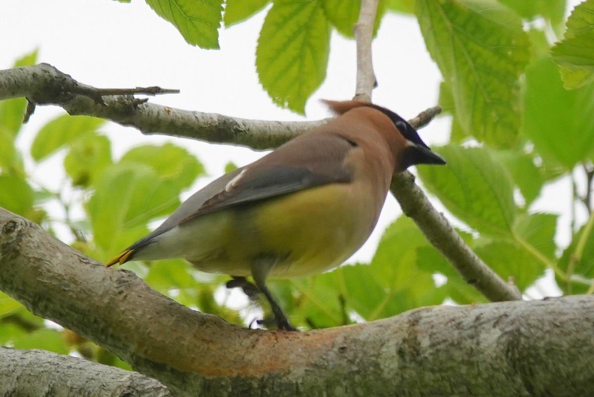 Cedar Waxwing - ML636601884