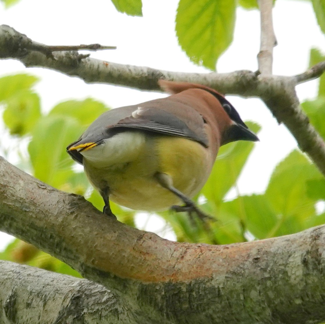 Cedar Waxwing - ML636601889