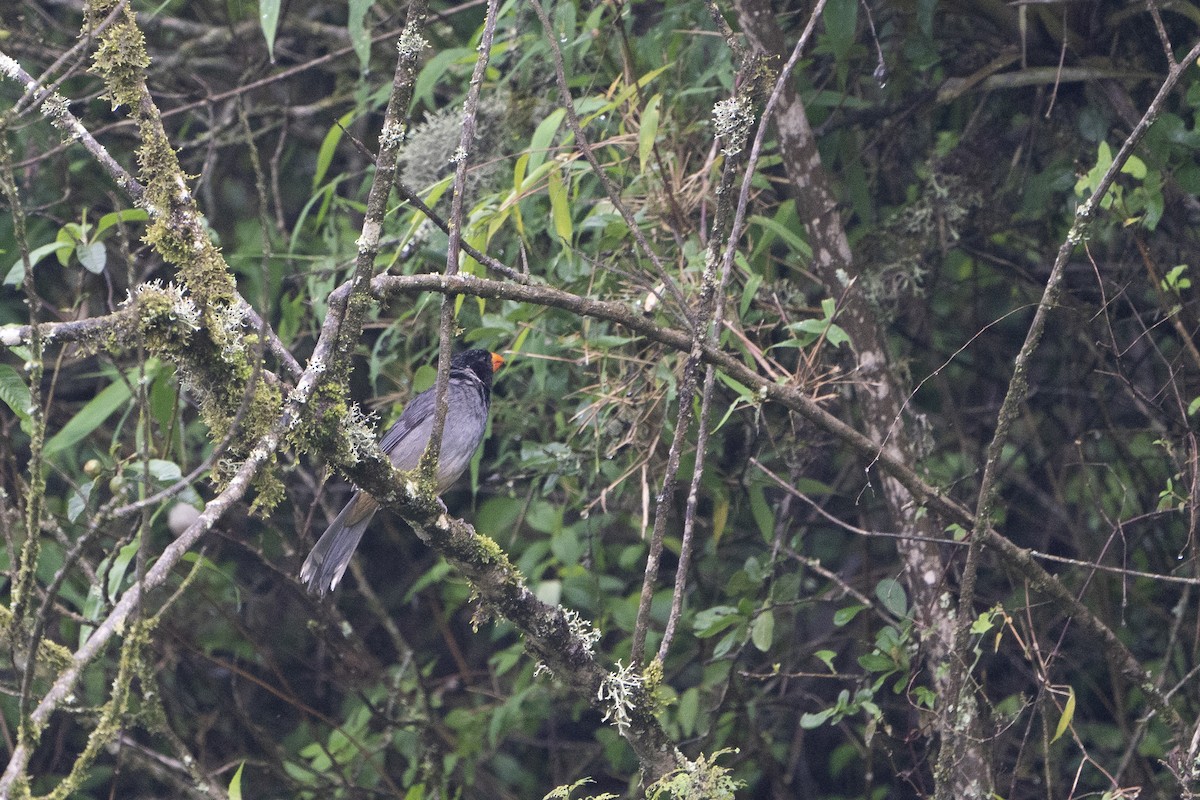 Black-cowled Saltator - ML636601919