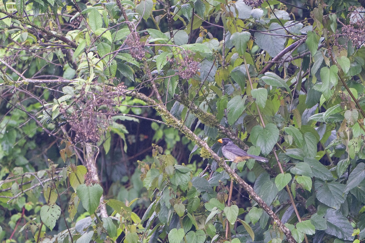 Black-cowled Saltator - ML636601920