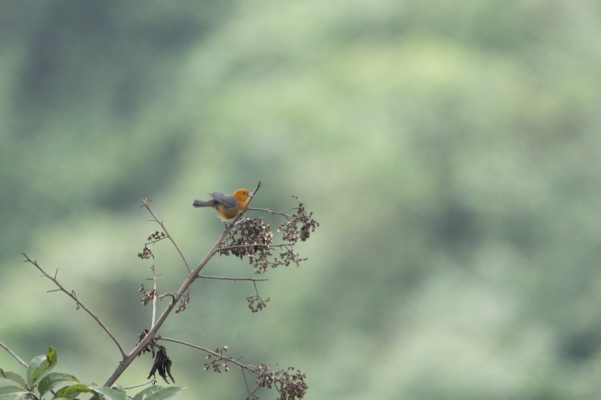 Rufous-chested Tanager - ML636601921