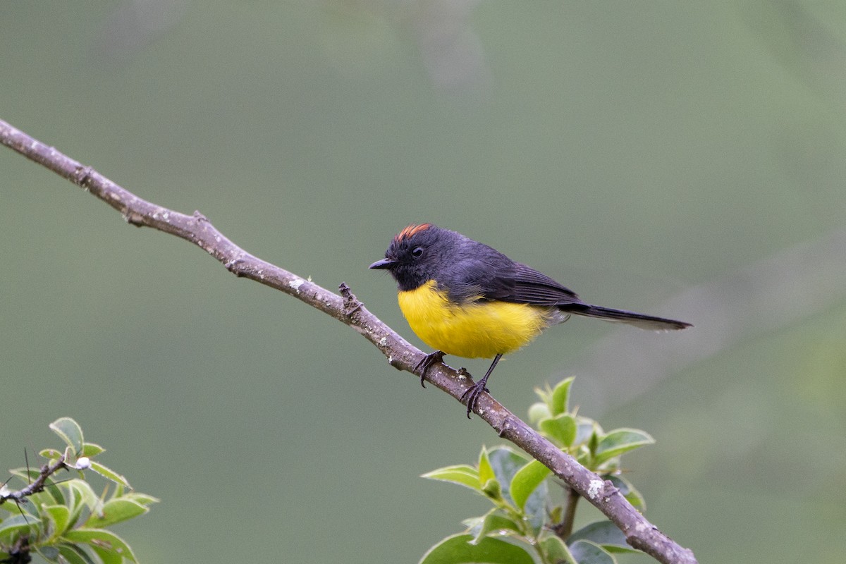 Slate-throated Redstart - ML636601924