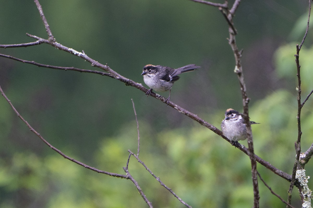 White-winged Brushfinch - ML636601928