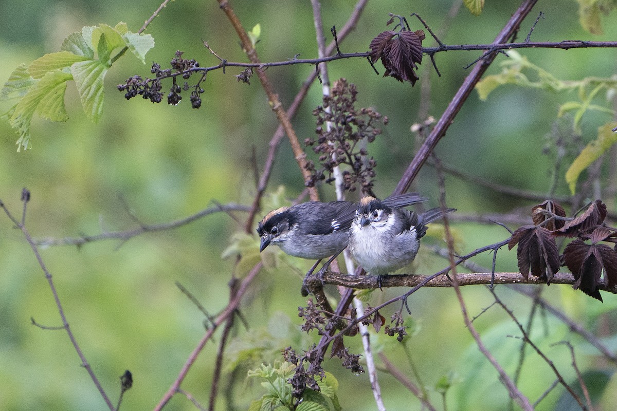 White-winged Brushfinch - ML636601929