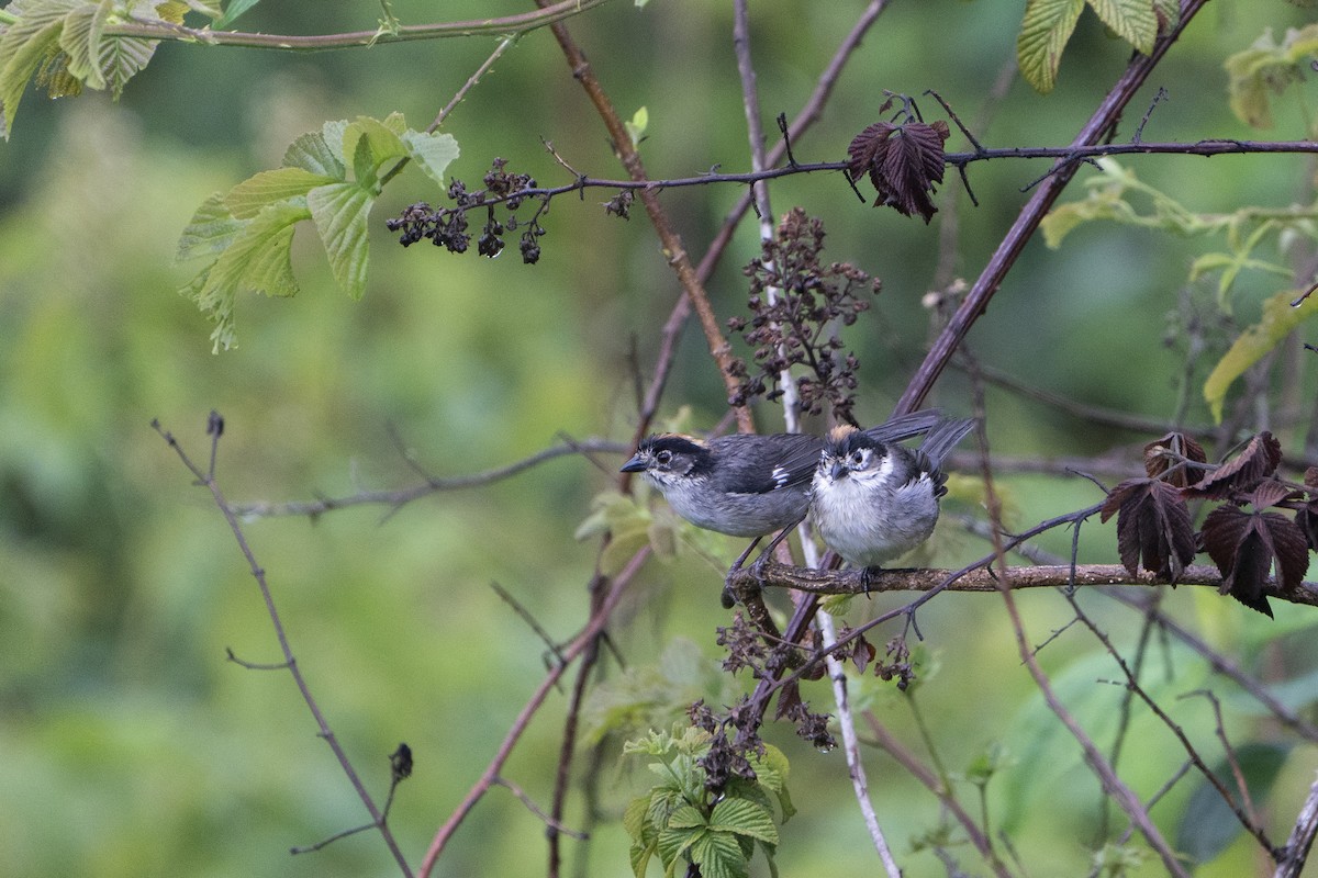 White-winged Brushfinch - ML636601930