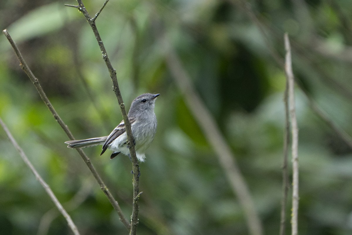 Tumbesian Tyrannulet - ML636601933