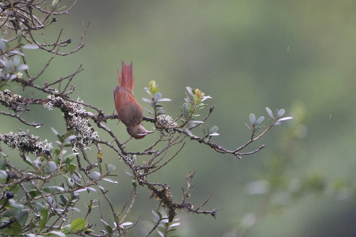 Line-cheeked Spinetail (Line-cheeked) - ML636601935