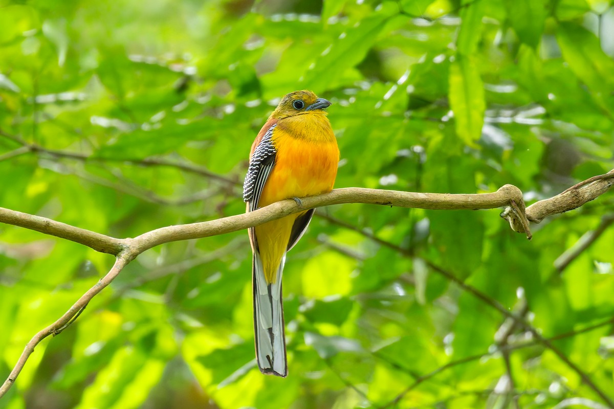 Orange-breasted Trogon - ML636602011