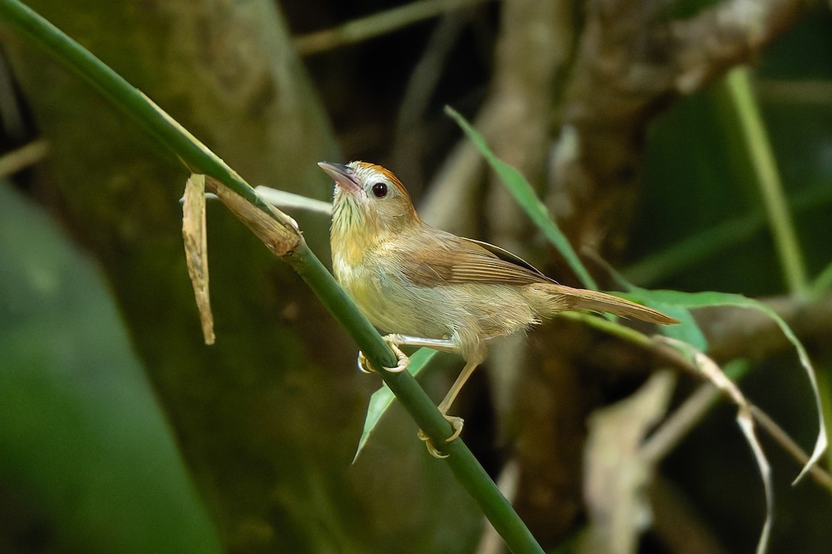 Rufous-fronted Babbler (Rufous-fronted) - ML636602017