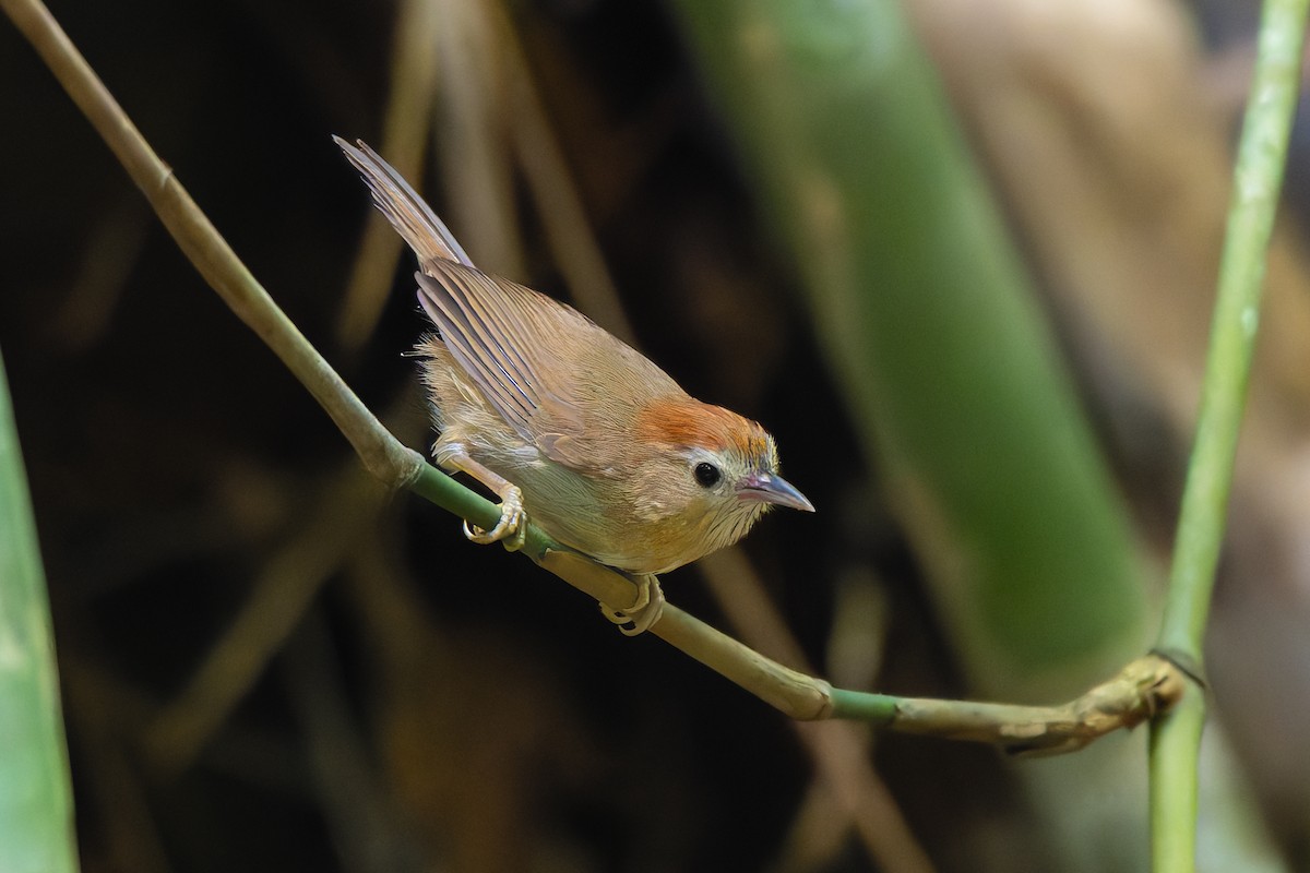 Rufous-fronted Babbler (Rufous-fronted) - ML636602018