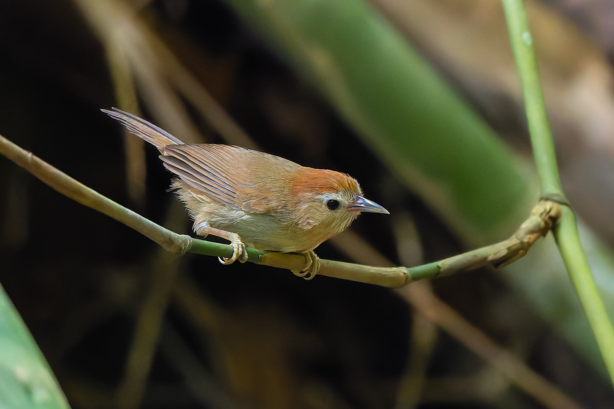 Rufous-fronted Babbler (Rufous-fronted) - ML636602019