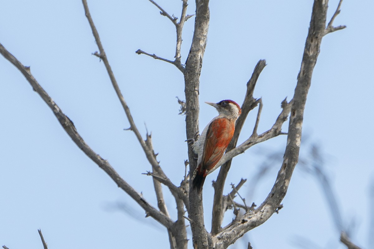 Scarlet-backed Woodpecker - ML636602102