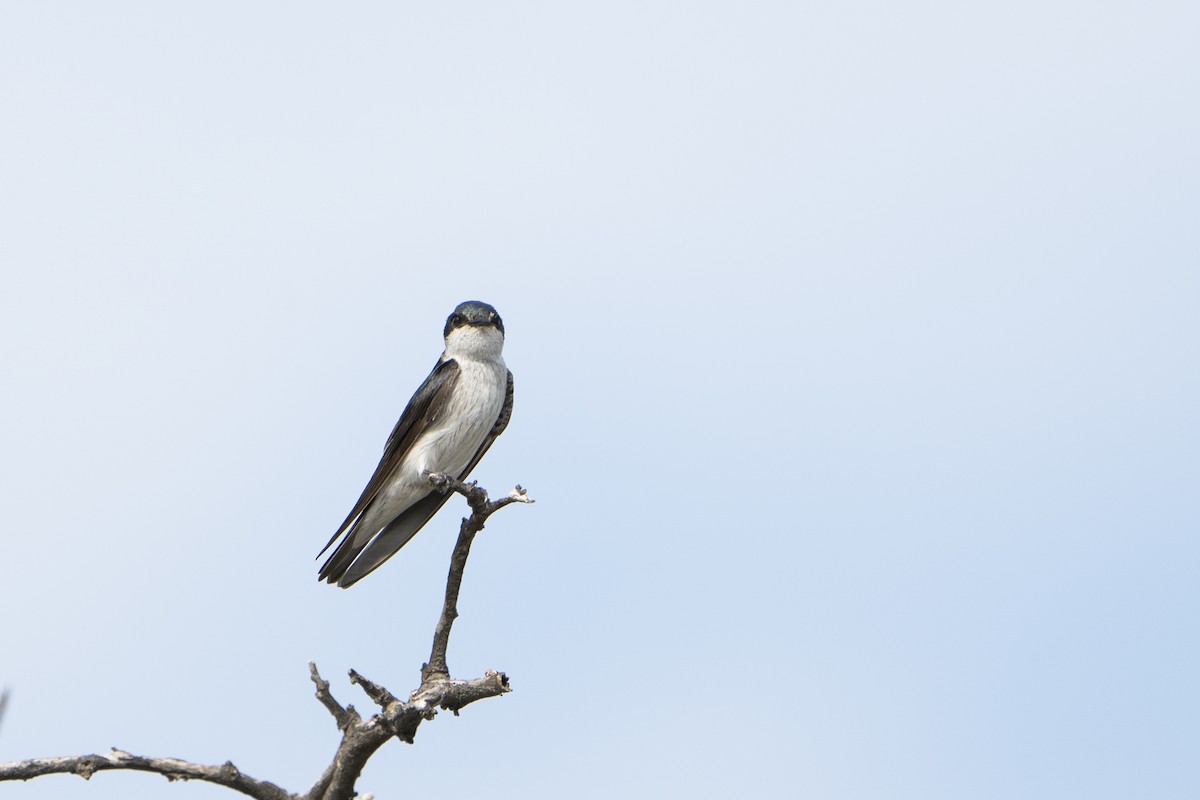 Tumbes Swallow - ML636602108
