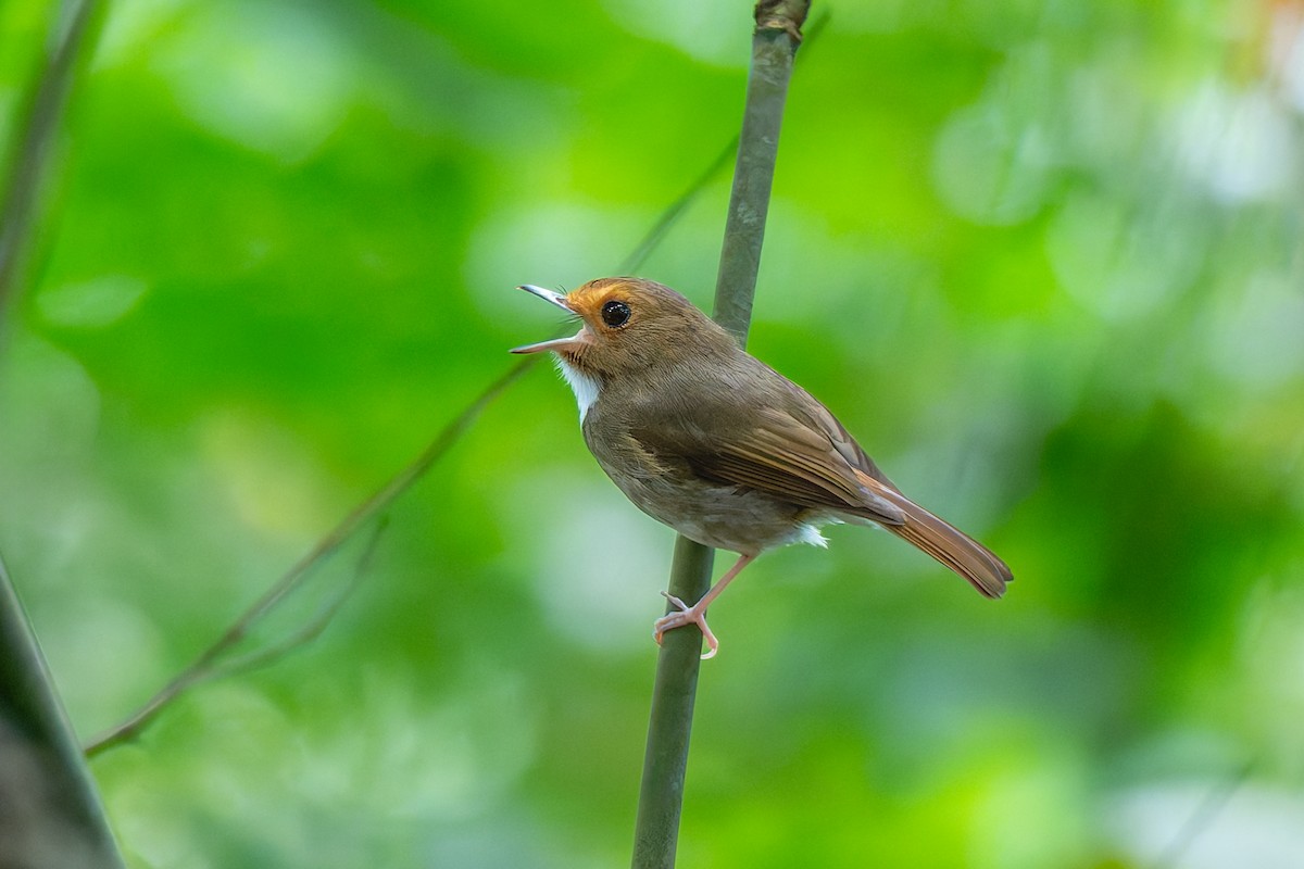 Rufous-browed Flycatcher - ML636602125