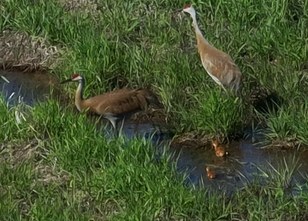 Sandhill Crane - ML636602197