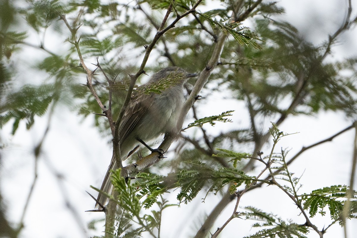 Marañon Tyrannulet - ML636602232
