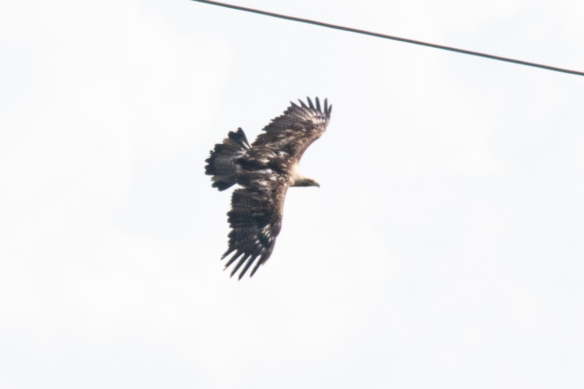 Imperial Eagle - ML636602253