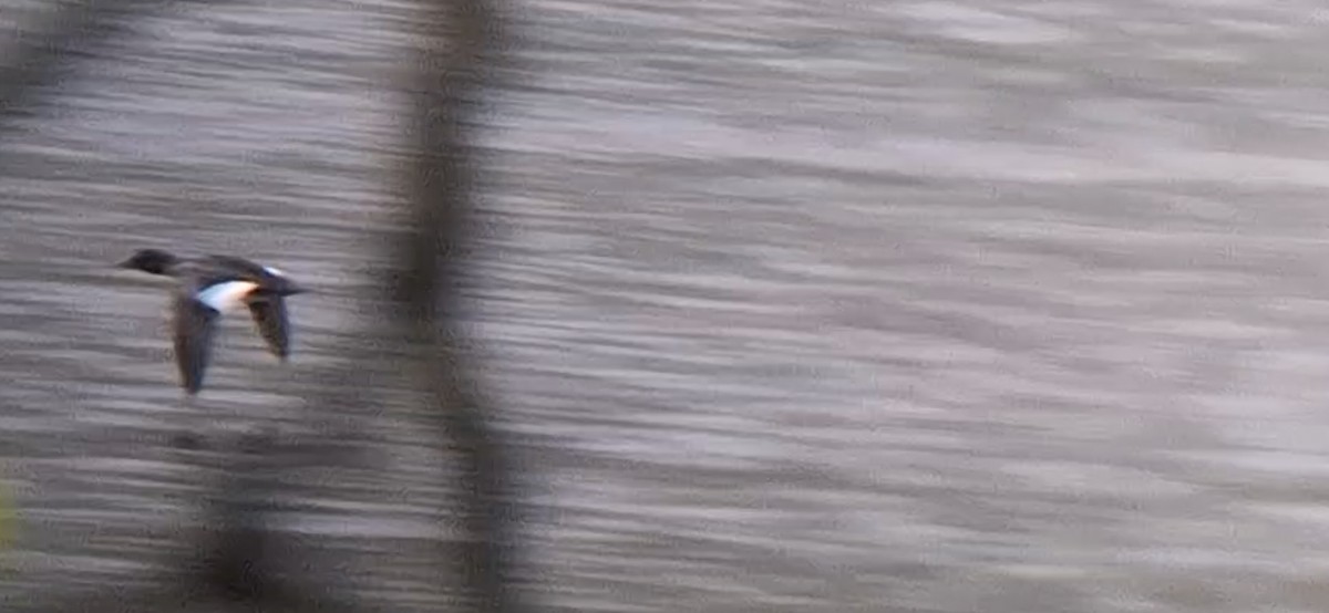 Common Goldeneye - ML636602312