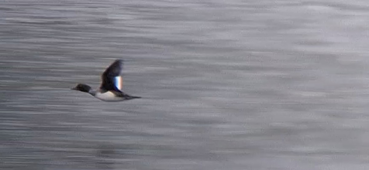 Common Goldeneye - ML636602316