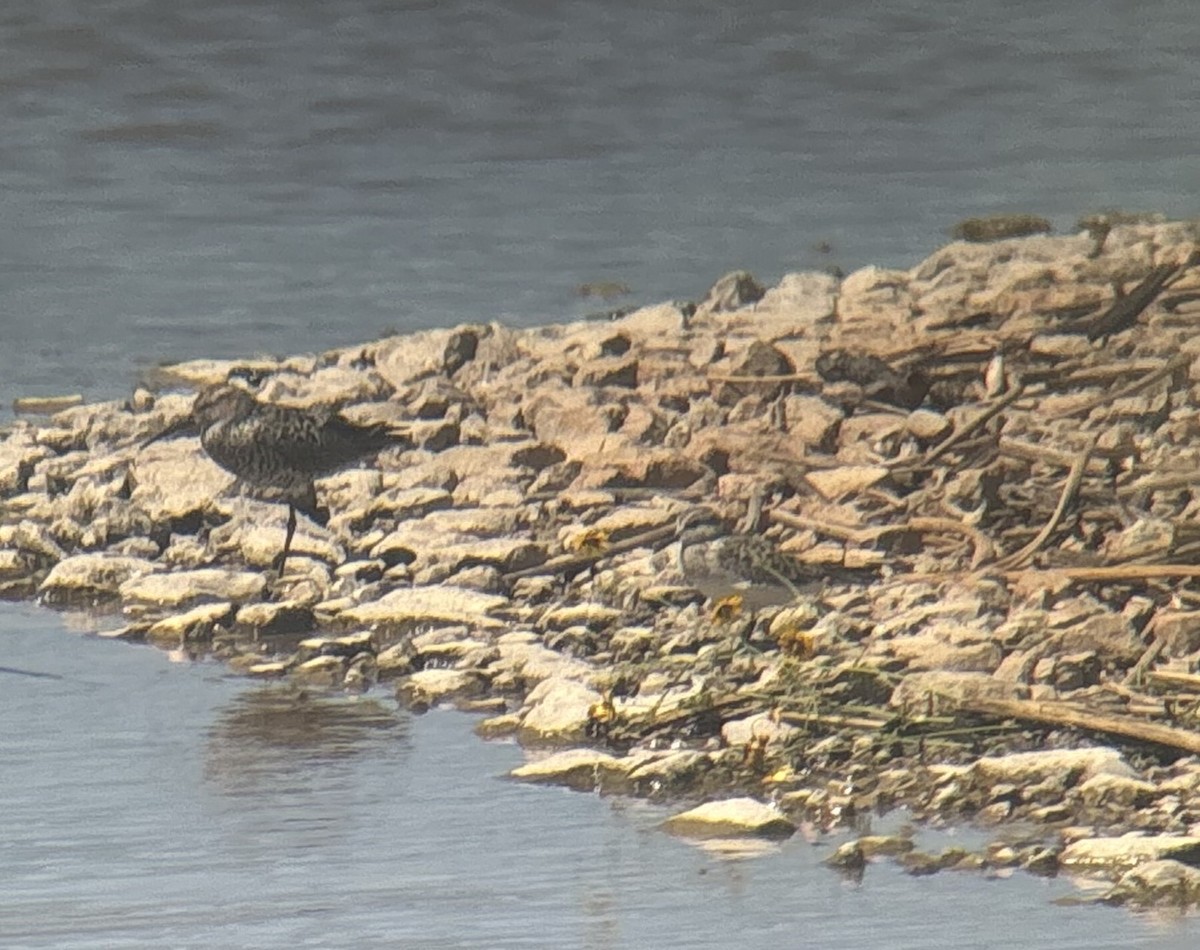 jespák dlouhonohý - ML636602326