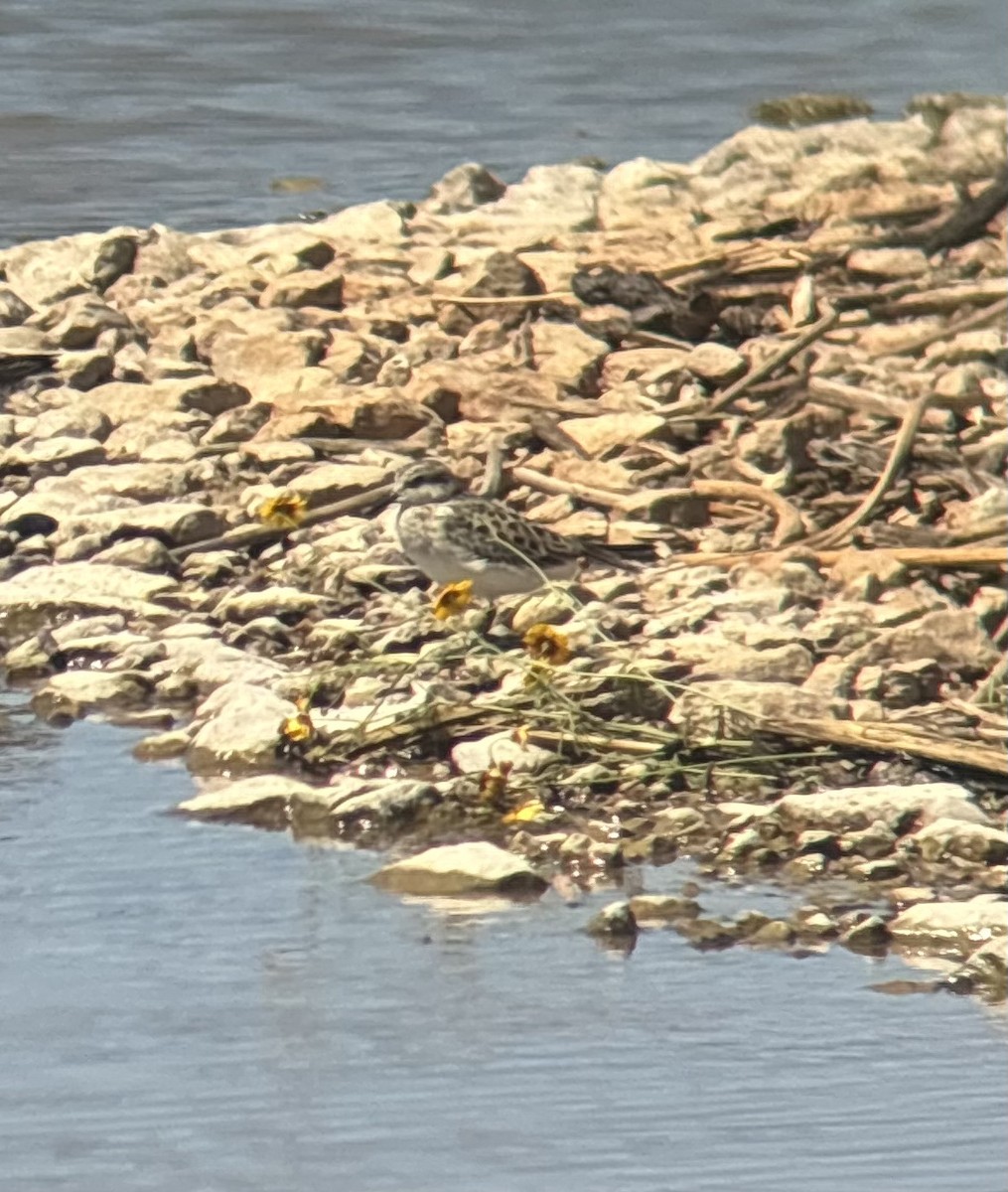 jespák dlouhokřídlý - ML636602333