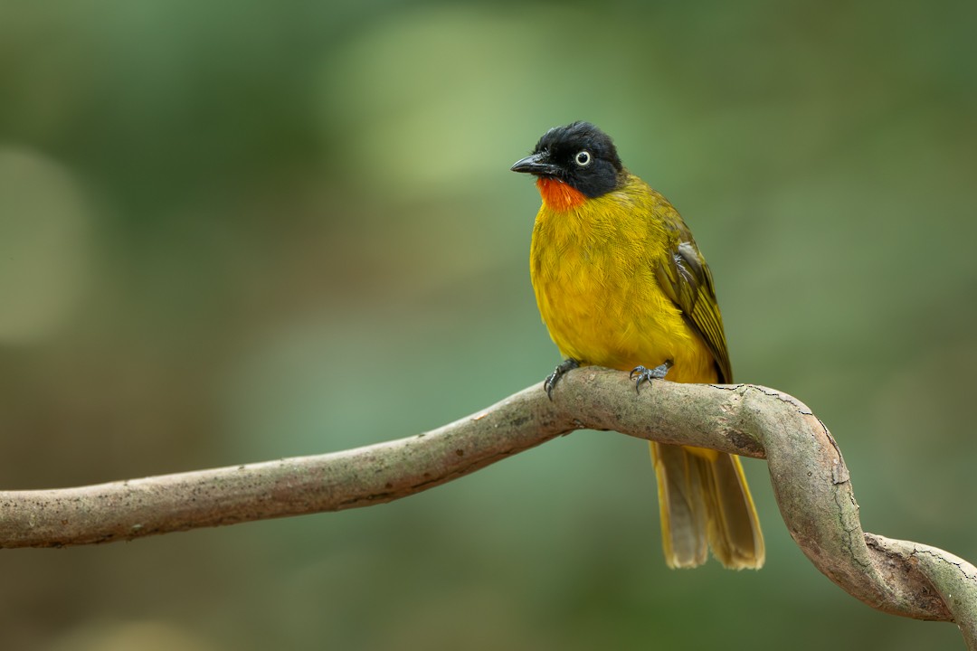Flame-throated Bulbul - ML636602354