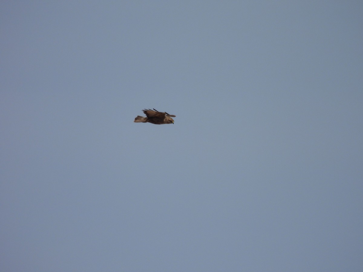 Common Buzzard (Canary Is.) - ML636602436