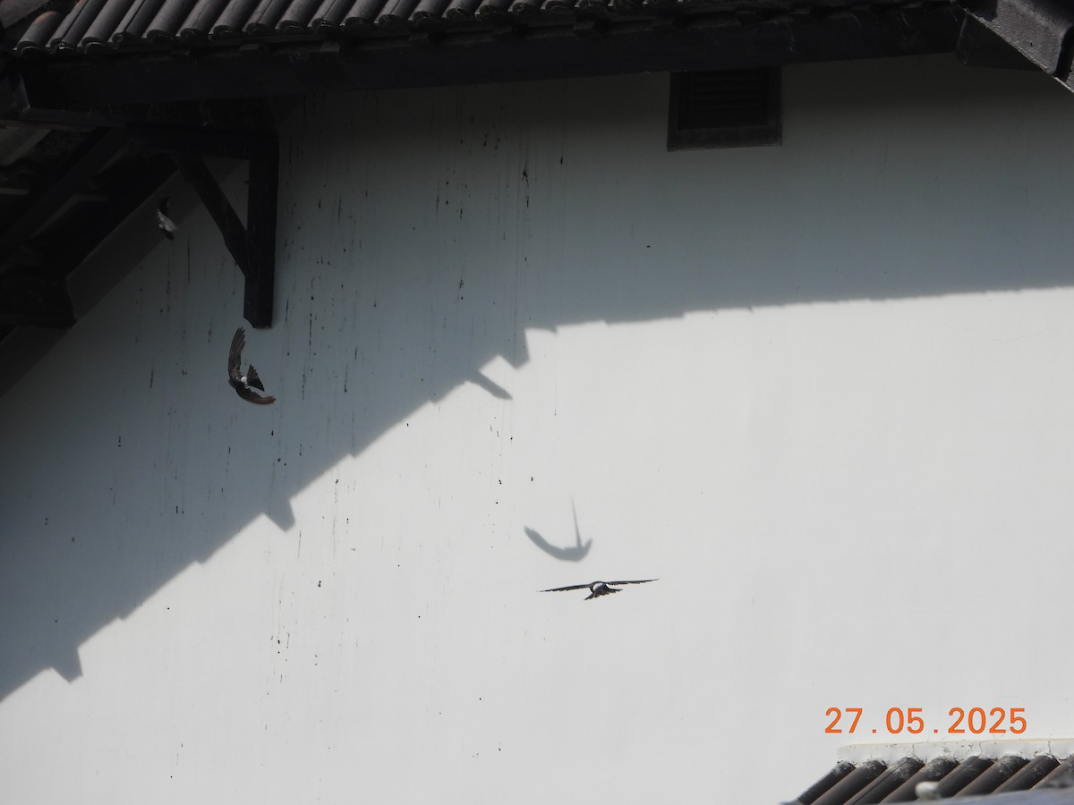 Asian House-Martin - ML636602444