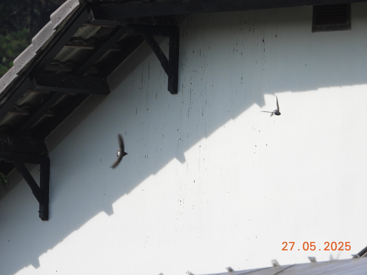 Asian House-Martin - ML636602445