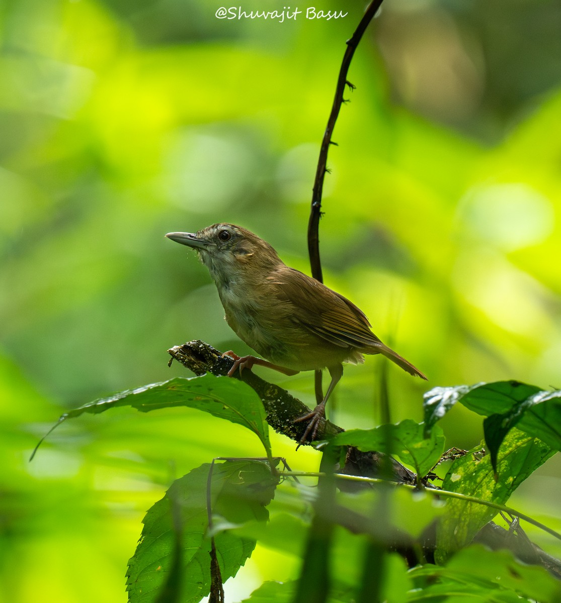 Abbott's Babbler - ML636602472