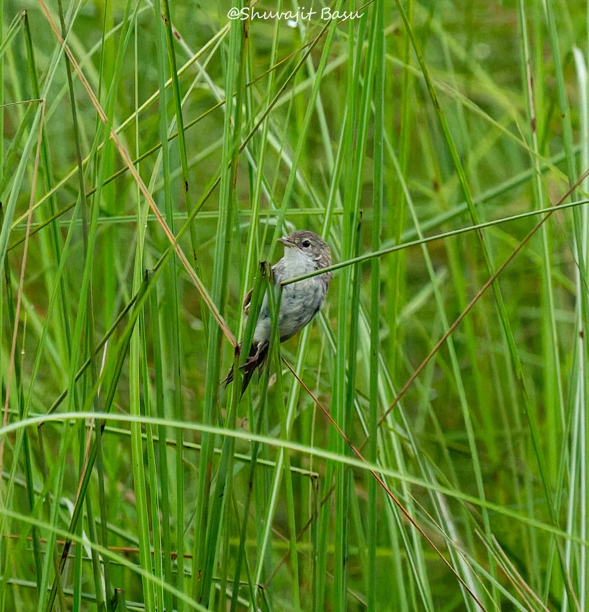 Swamp Grass Babbler - ML636602475