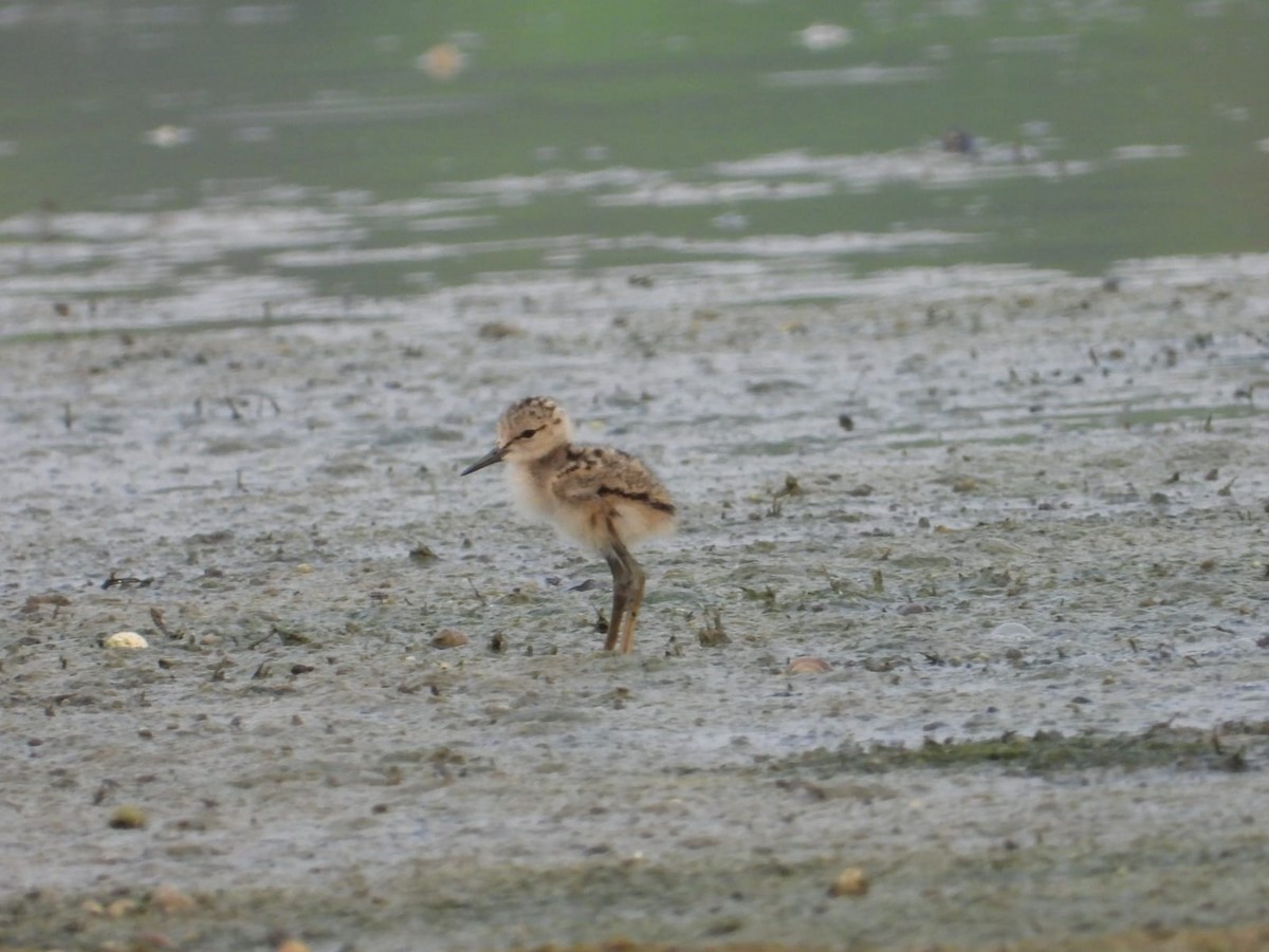 Black-winged Stilt - ML636602476