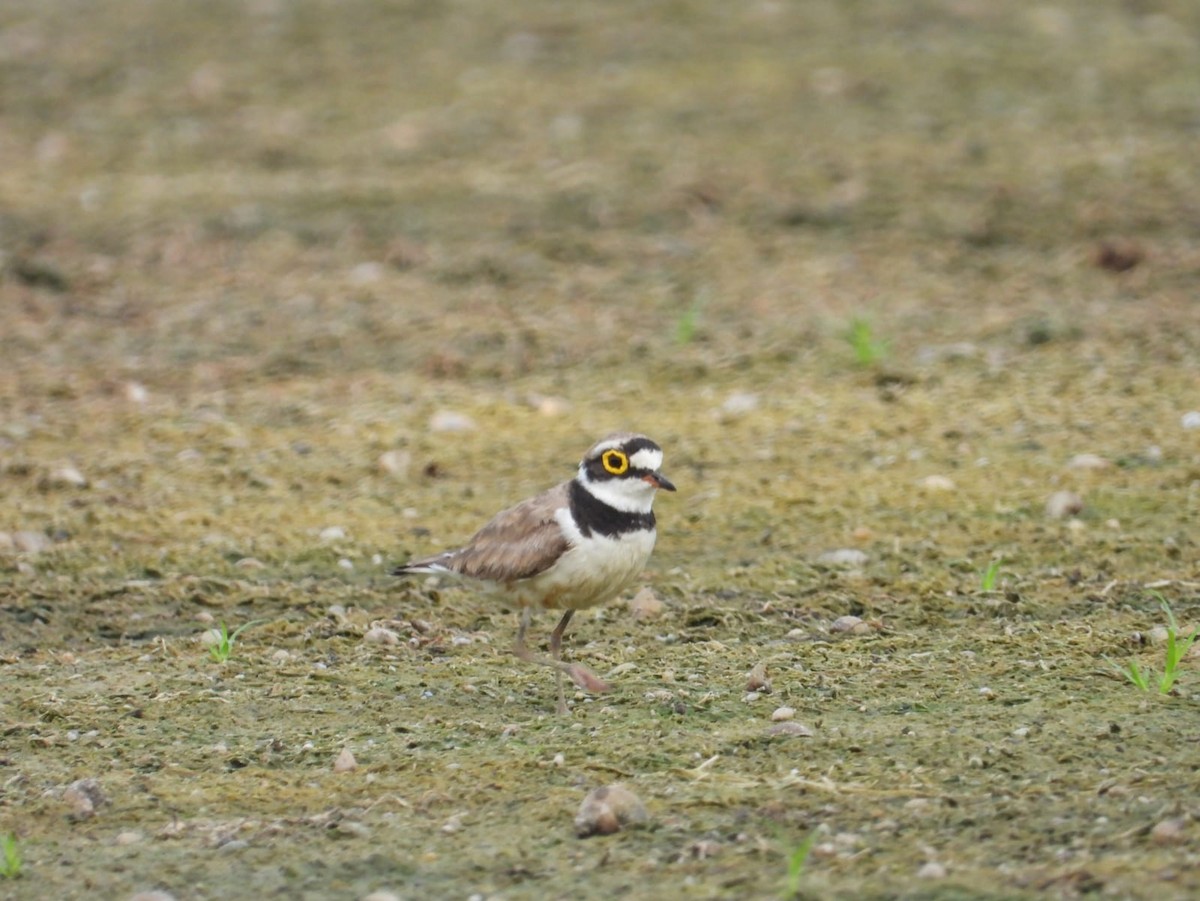 Little Ringed Plover - ML636602483