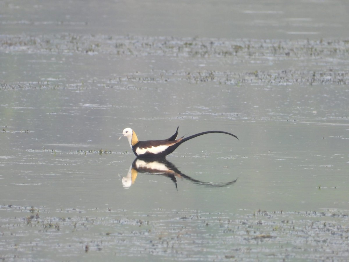 Pheasant-tailed Jacana - ML636602484