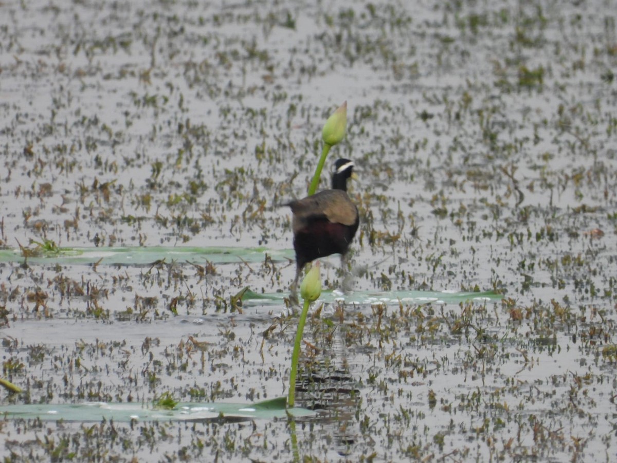 Bronze-winged Jacana - ML636602499