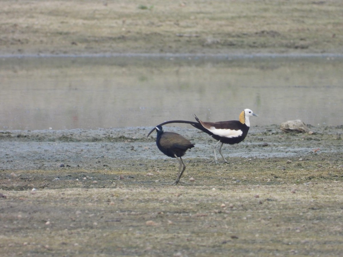 Bronze-winged Jacana - ML636602500