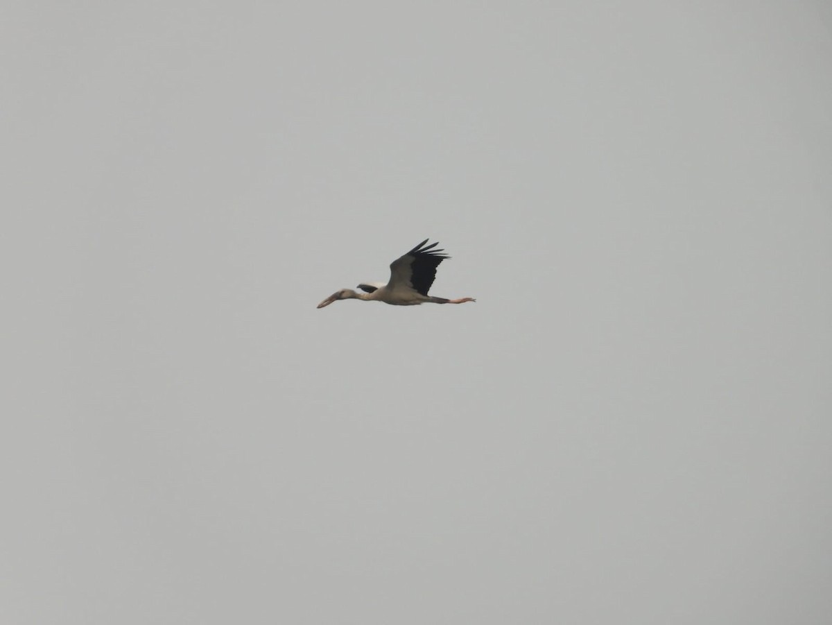 Asian Openbill - ML636602510