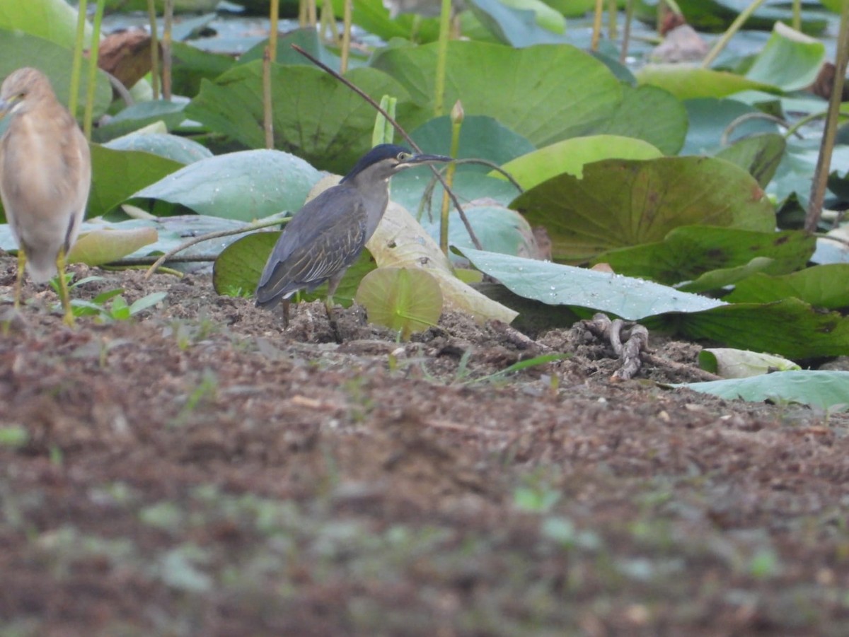 Little Heron - ML636602529