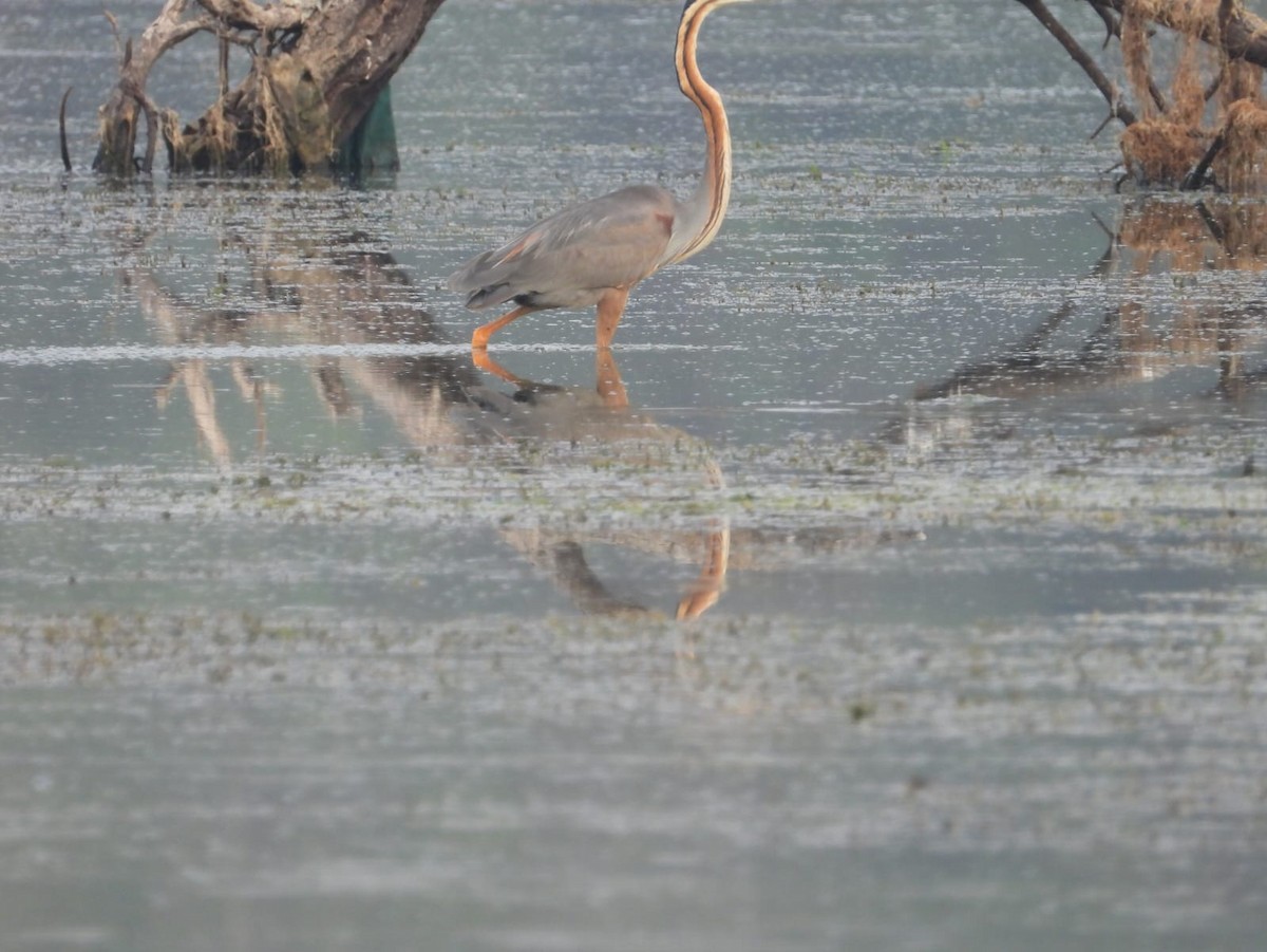 Purple Heron - ML636602537