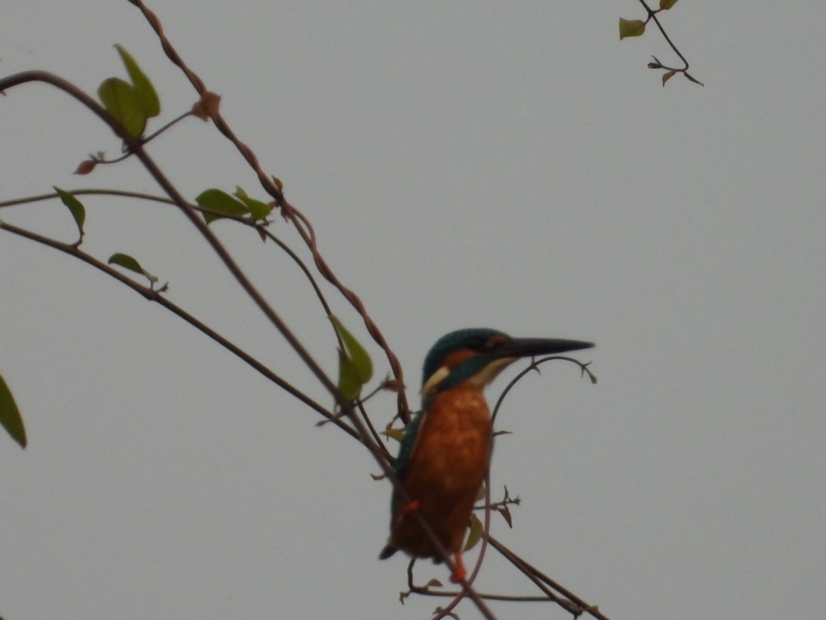 Common Kingfisher - ML636602544